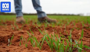 Rainfall across SA drought areas gives farmers hope as green shoots sprout