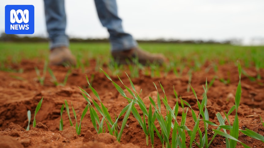 Rainfall across SA drought areas gives farmers hope as green shoots sprout