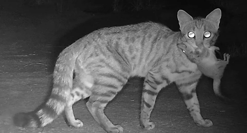 A cat with a native Australian mammal in its mouth. 
