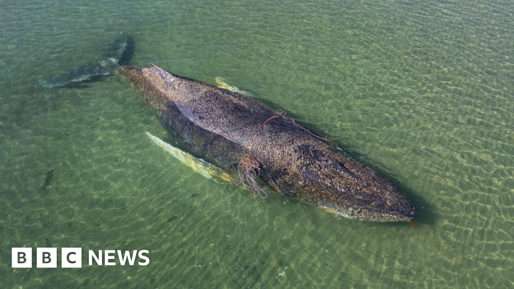 Whale found dead in Denmark after private German rescue operation - BBC