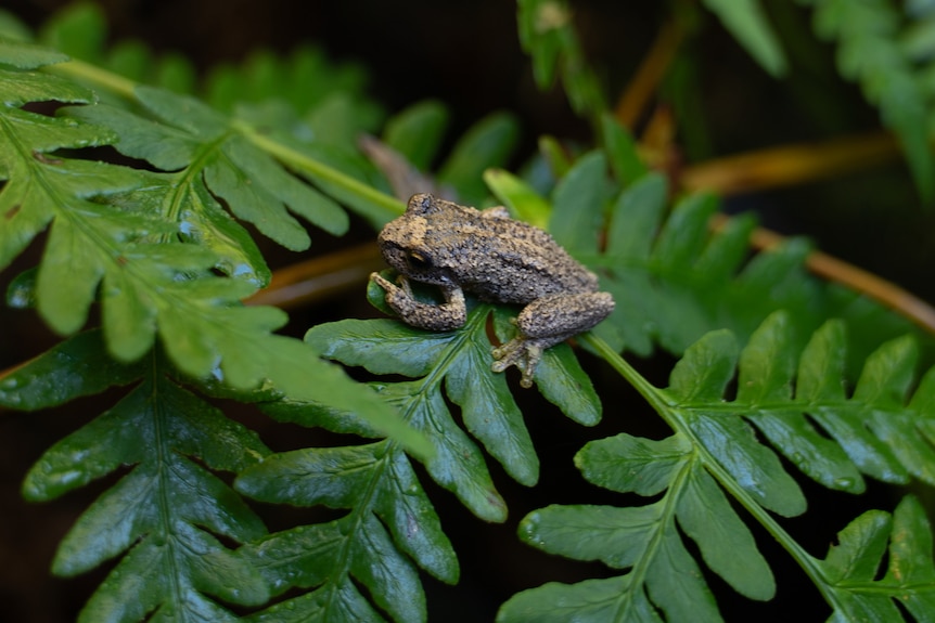 A brown frog sits on a fern leaf in a forest.