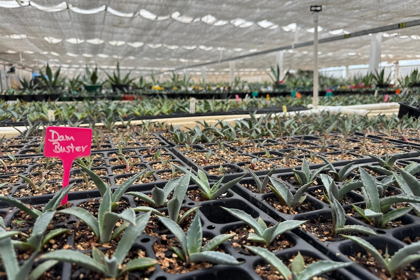 Rows of young agave plants.