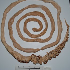 Giant Squid (Architeuthis sp.) tentacles from the Western Australian Museum collection, 1999. Each tentacle is about 8m long.