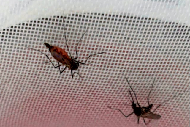 Two mosquitoes perched upside down on a reddish surface covered in white mesh.
