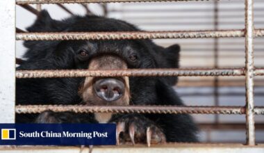 After years in tiny cages, 27 moon bears in Laos finally taste freedom