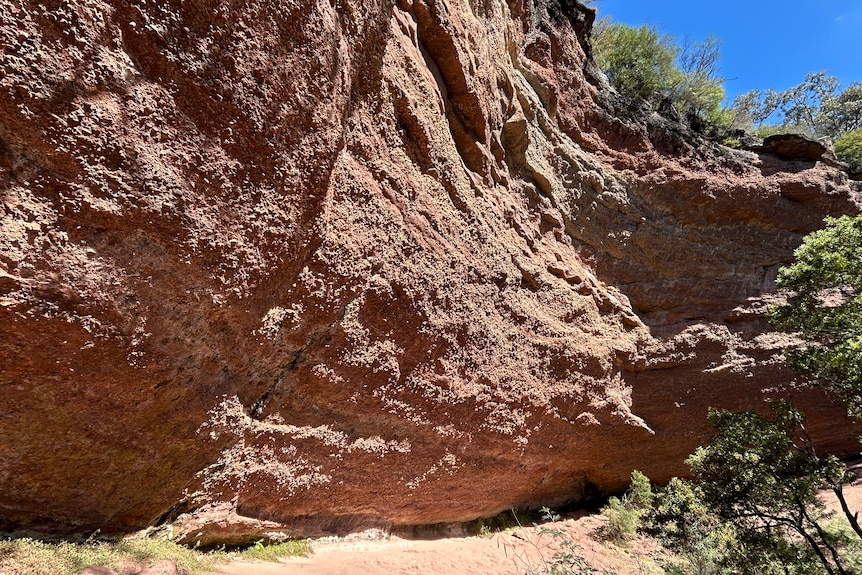 A picture of a rockface cliff with some plants in the foreground