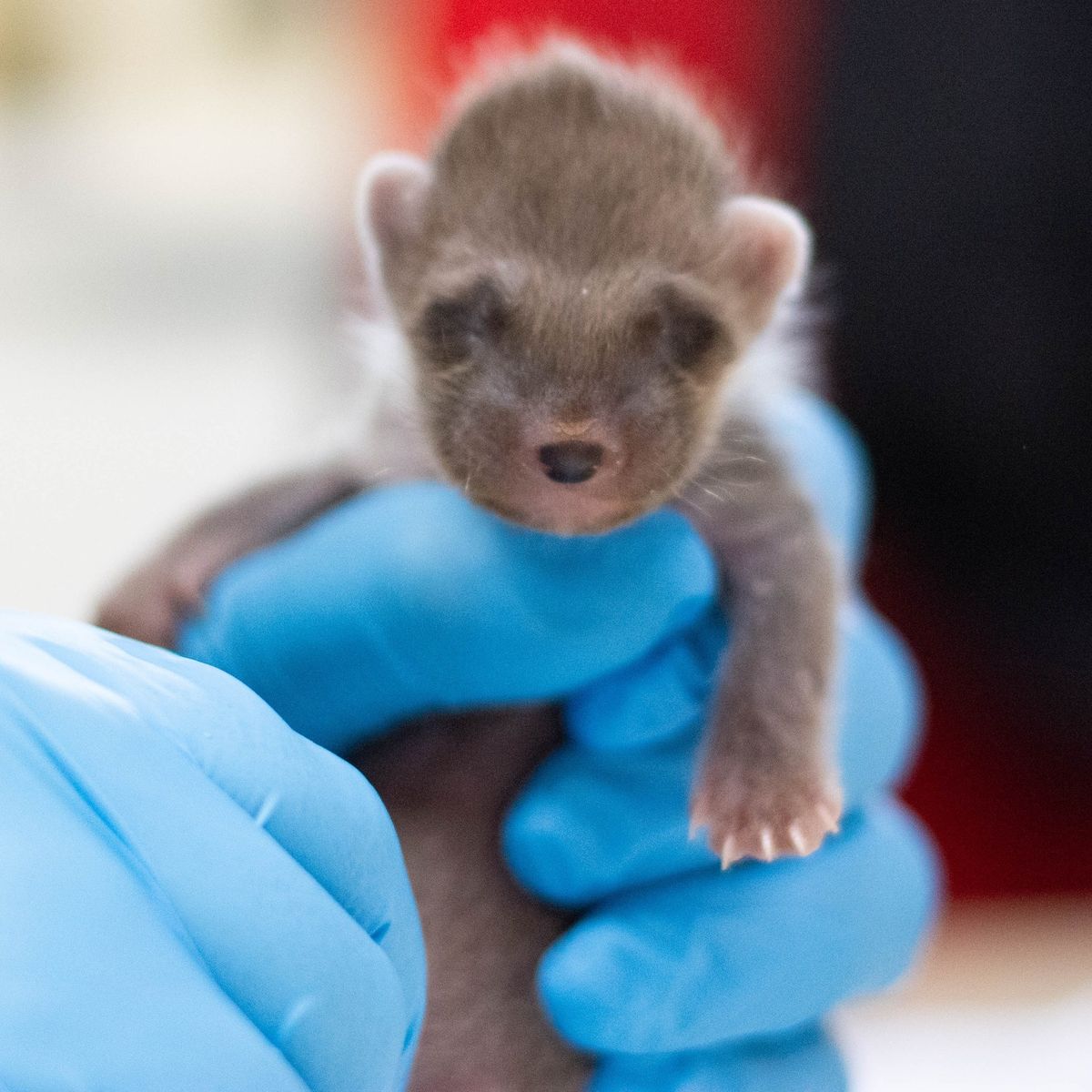 Pine marten