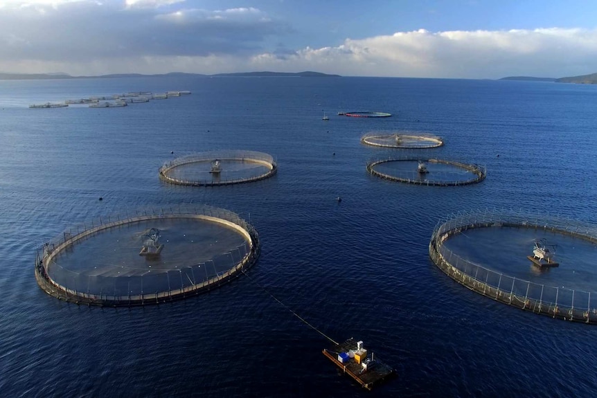 Aerial view of salmon farming enclosures on an expanse of water.