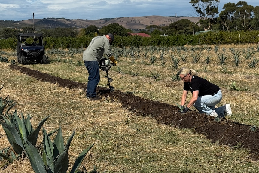 A man and a woman standing in an agave plantation.