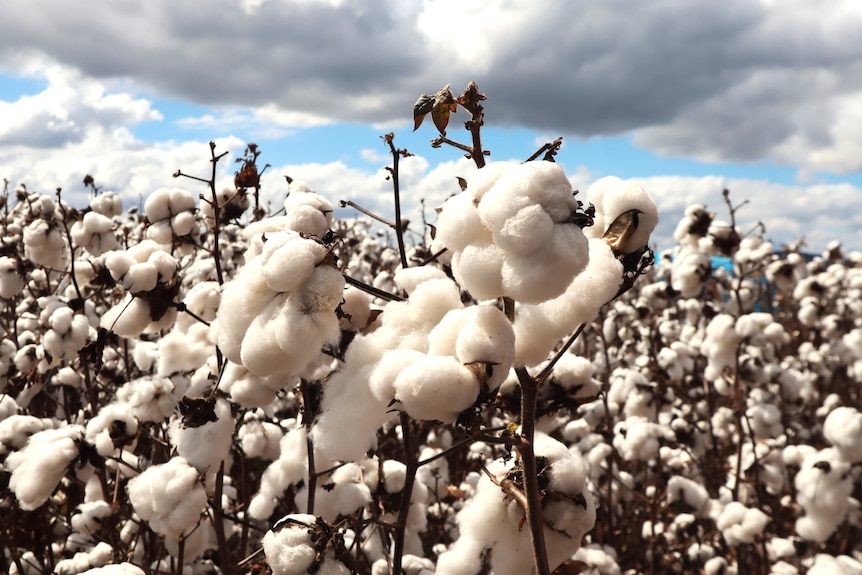 Cotton in the paddocks.