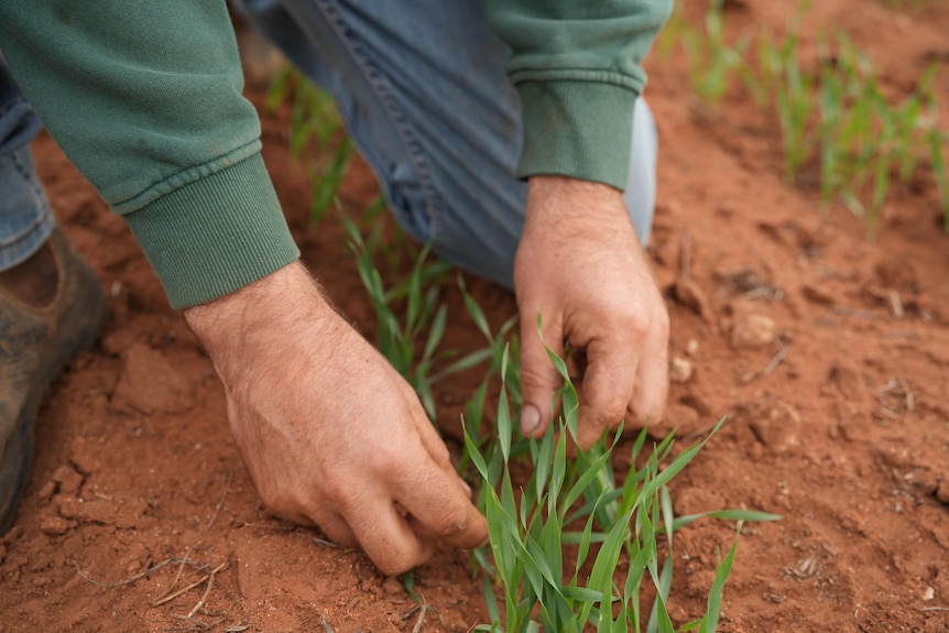 Green shoots emerging from brown soil with hands touching the new growth.