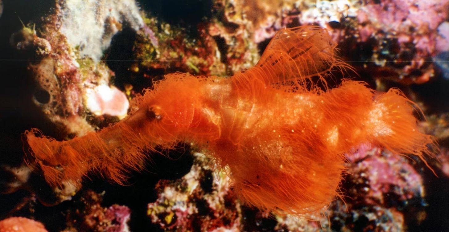 A red hairy ghost pipefish swimming underwater