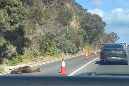 Cars pass a seal on the road encircled by orange traffic cones.
