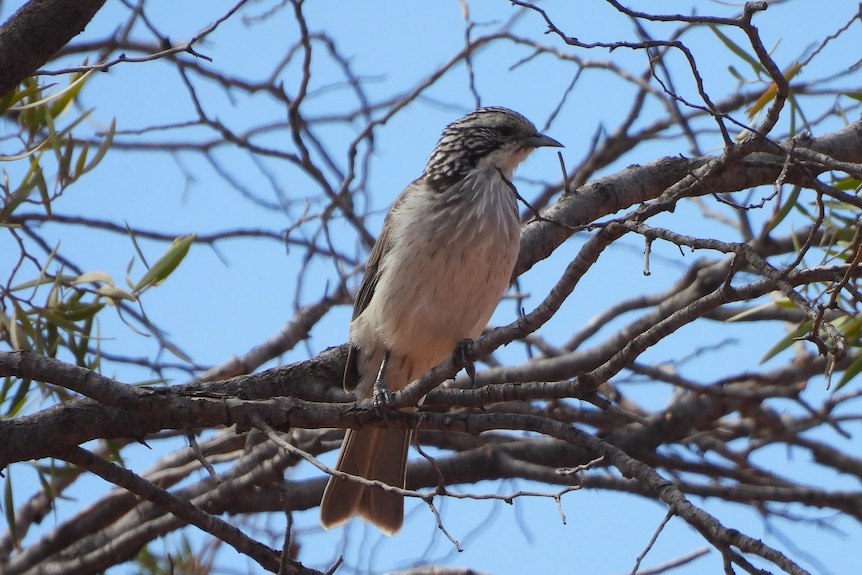 A striped honeyeater sits among bare branches.