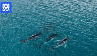 Researchers uncover longest whale journey ever documented with fluke photos