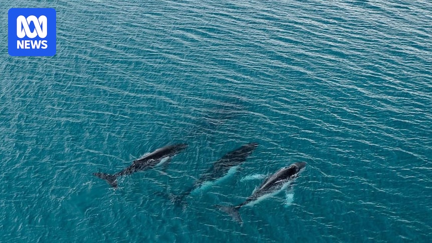 Researchers uncover longest whale journey ever documented with fluke photos