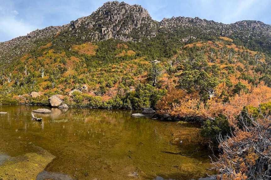 The fagus turns yellow as it borders a lake in a national park.