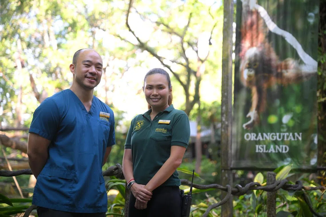 Mandai’s curator of primates and animal care (operations) Wendy Chua (right) and deputy vice-president of veterinary healthcare and scientific programmes Heng Yirui were involved in delivering Ayaan.