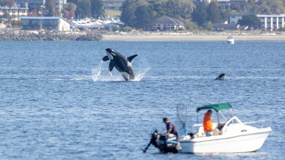 A photo of the southern resident J-Pod whales in the south Sound in September 2025. (Photo: Noelle Morris via KOMO #SoNorthwest Photography){ }