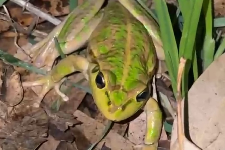 A green frog sitting on leaves