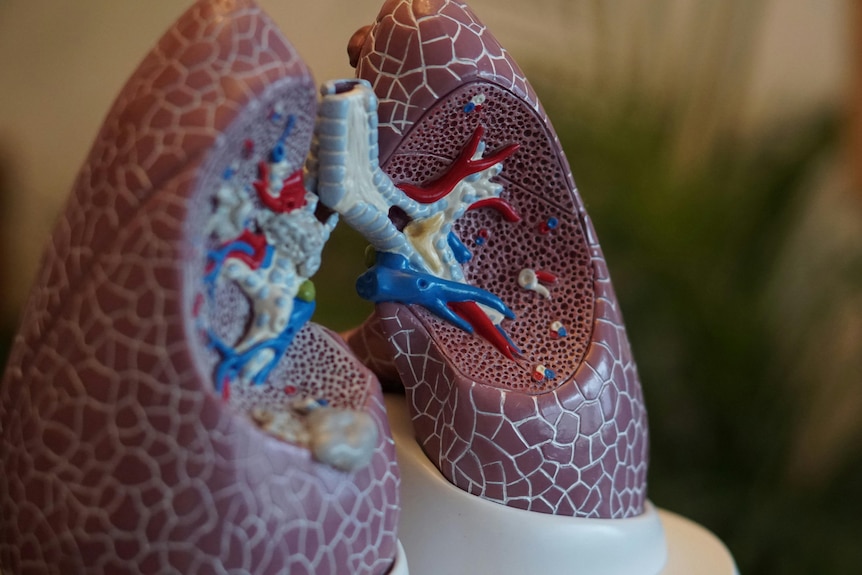 A bright medical model of lungs.