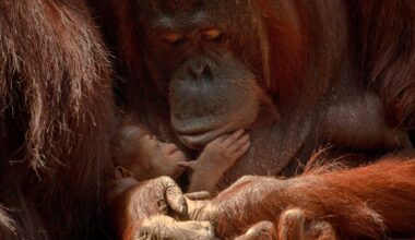 Orangutan moms are the tradwives of the animal kingdom