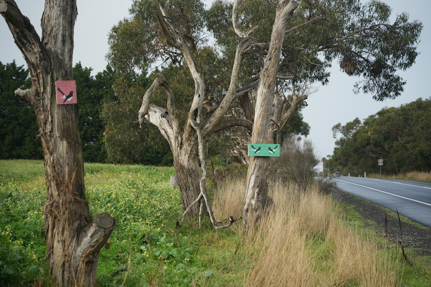 Wagtail artworks affixed to gum trees along a rural road.