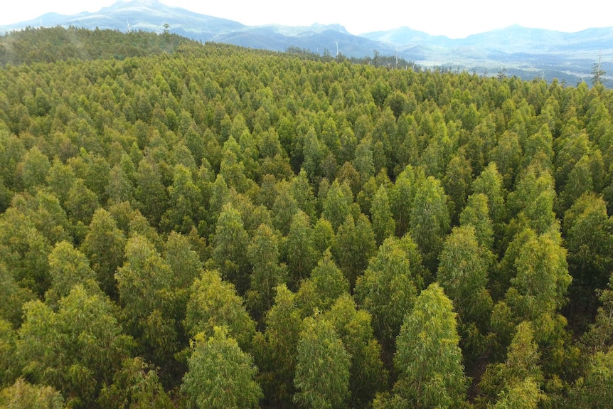 Plantation hardwood forest in Tyenna