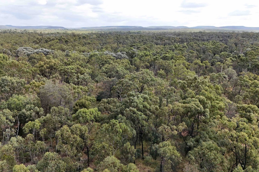 Trees and bush from high up.
