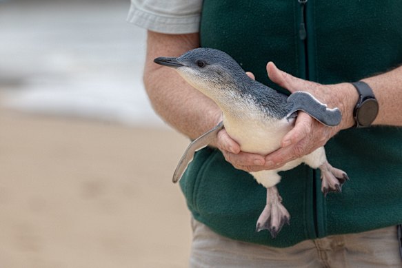 The juvenile penguin released in March after Taronga Zoo nursed him to health.