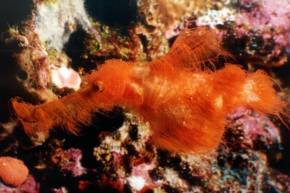 The photo that began a 25-year hunt: Dr David Harasti’s first image of the hairy ghost pipefish.