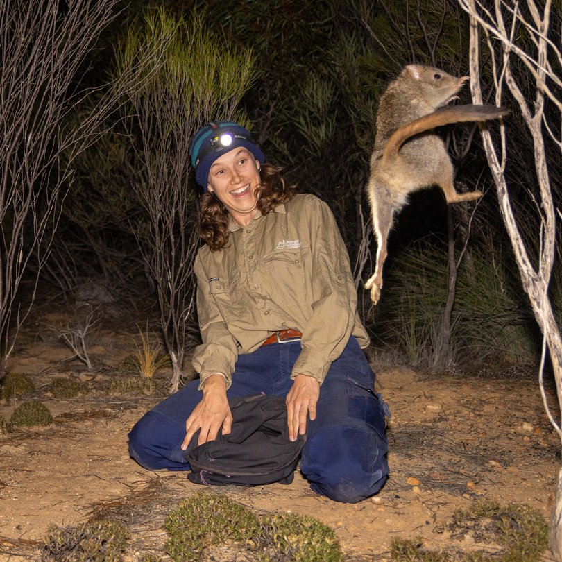 A Woylie (Brush-tailed Bettong) springs from a translocation bag after being opened by Harriet Harte, Australian Wildlife Conservancy Ecology and Conservation Intern, outside the feral predator-free fenced area at Mt Gibson Wildlife Sanctuary on Badimia country in Western Australia’s Wheatbelt region.