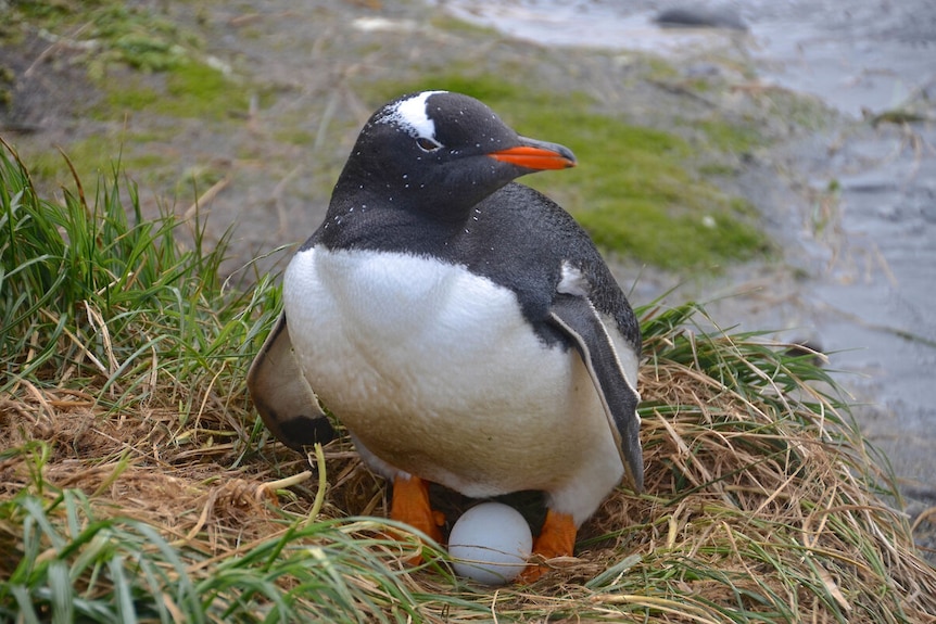 A small penguin with an orange bill crouching atop a white egg in a small grassy knoll.