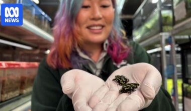 More than 800 northern corroboree frogs released into the wild in southern NSW to bolster numbers