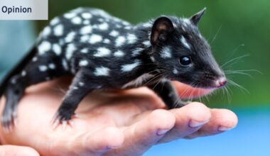 Australian wildlife extinction danger: I mentioned quolls and not one person knew what they were