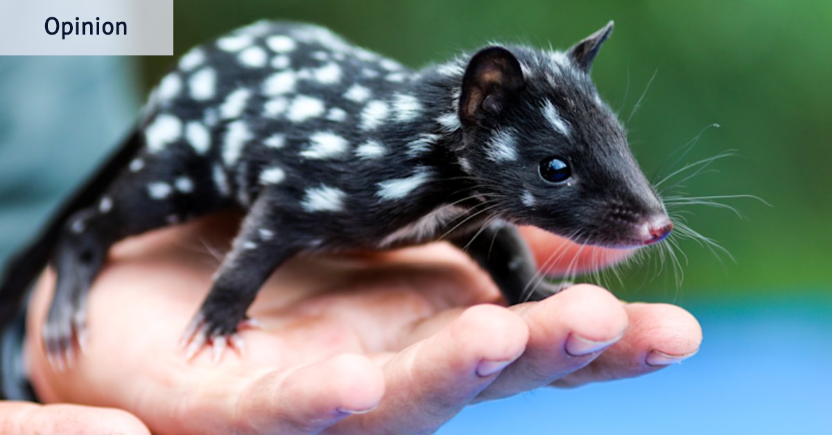 Australian wildlife extinction danger: I mentioned quolls and not one person knew what they were