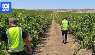 Taylors Wines considers moving SA business overseas if tax changes go through