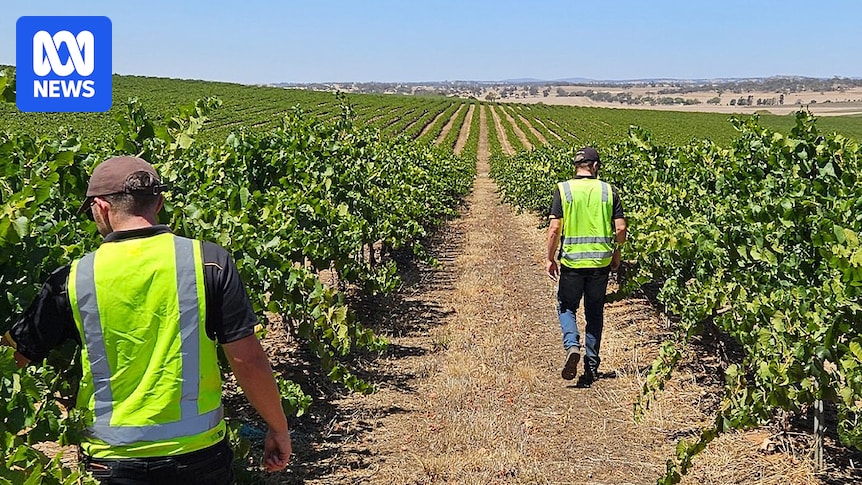 Taylors Wines considers moving SA business overseas if tax changes go through