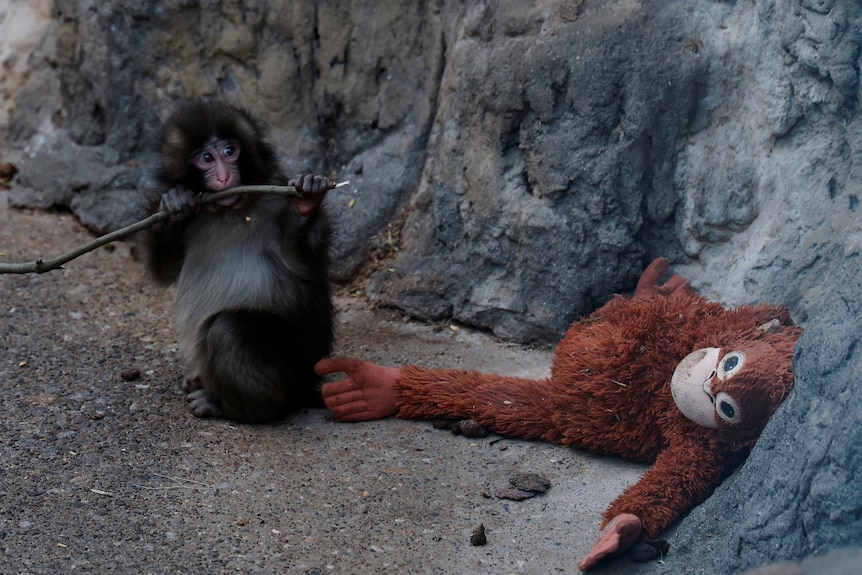 A baby Japanese macaque holding a stick standing next to a stuffed orangutan toy.