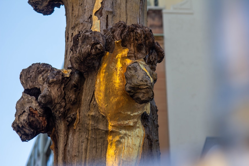 close up of a tree with golden metal plates
