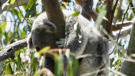 A koala spotted on Ormiston College campus.