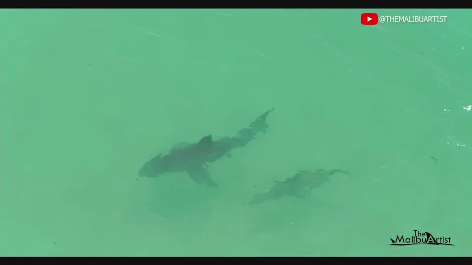 Great white bites camera