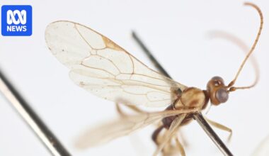 Parasitic wasp named after Sir David Attenborough for his 100th birthday