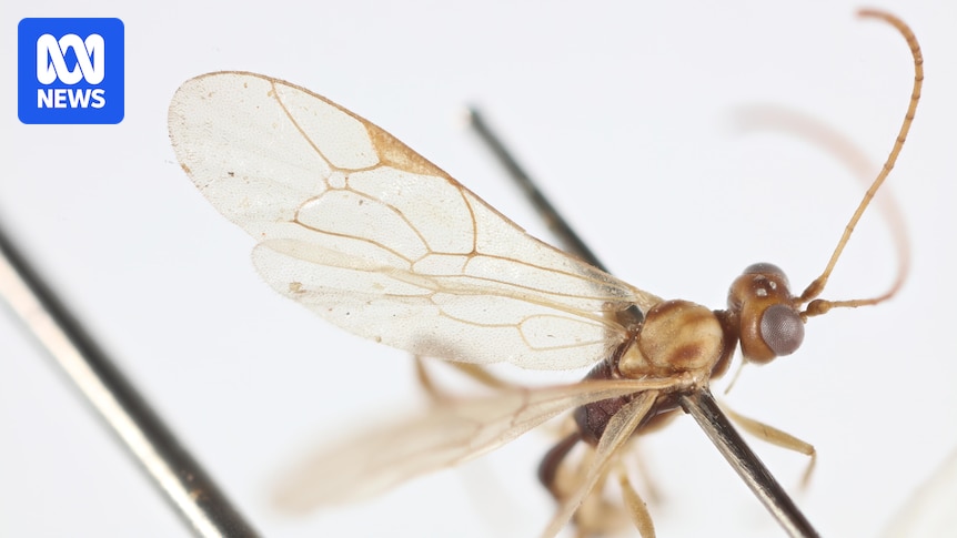 Parasitic wasp named after Sir David Attenborough for his 100th birthday