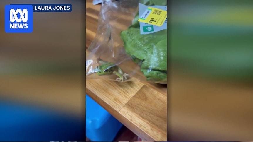 Live frog found in bag of lettuce in remote Western Australian town