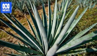 Agave industry gains momentum as growers explore potential of spiky succulent beyond spirits