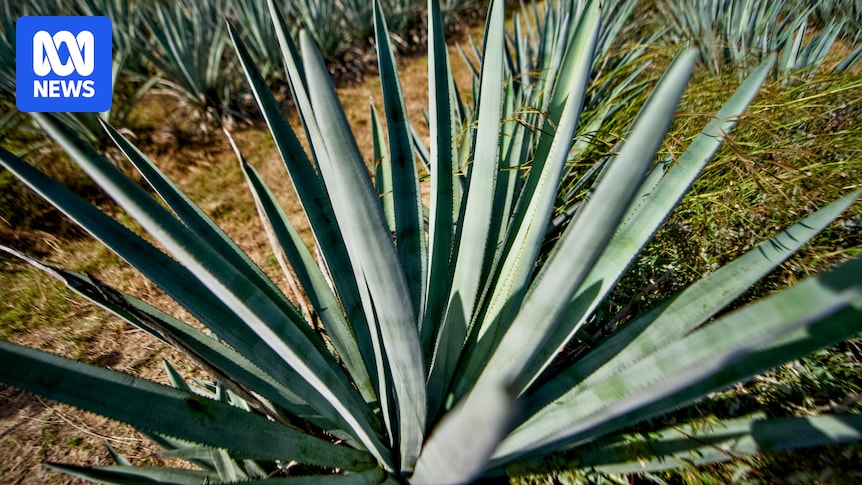 Agave industry gains momentum as growers explore potential of spiky succulent beyond spirits