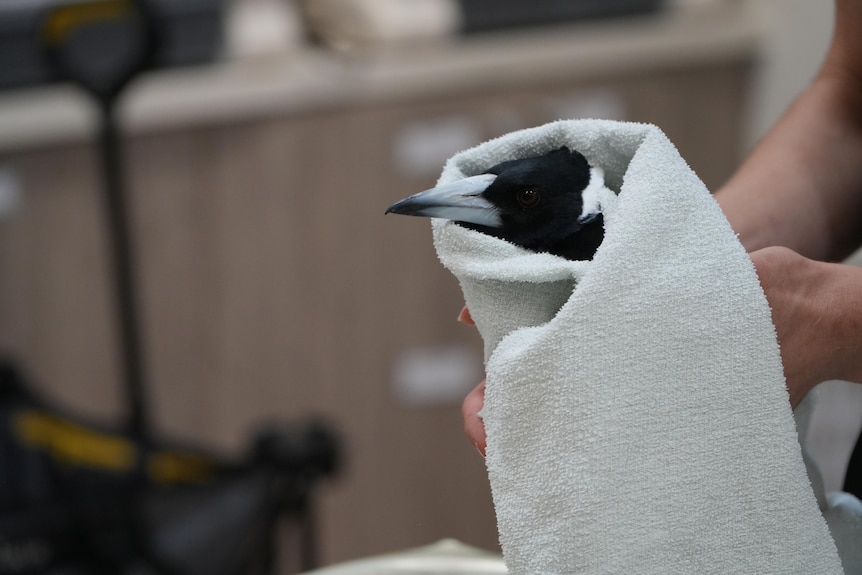 Magpie in towel with its head poking out