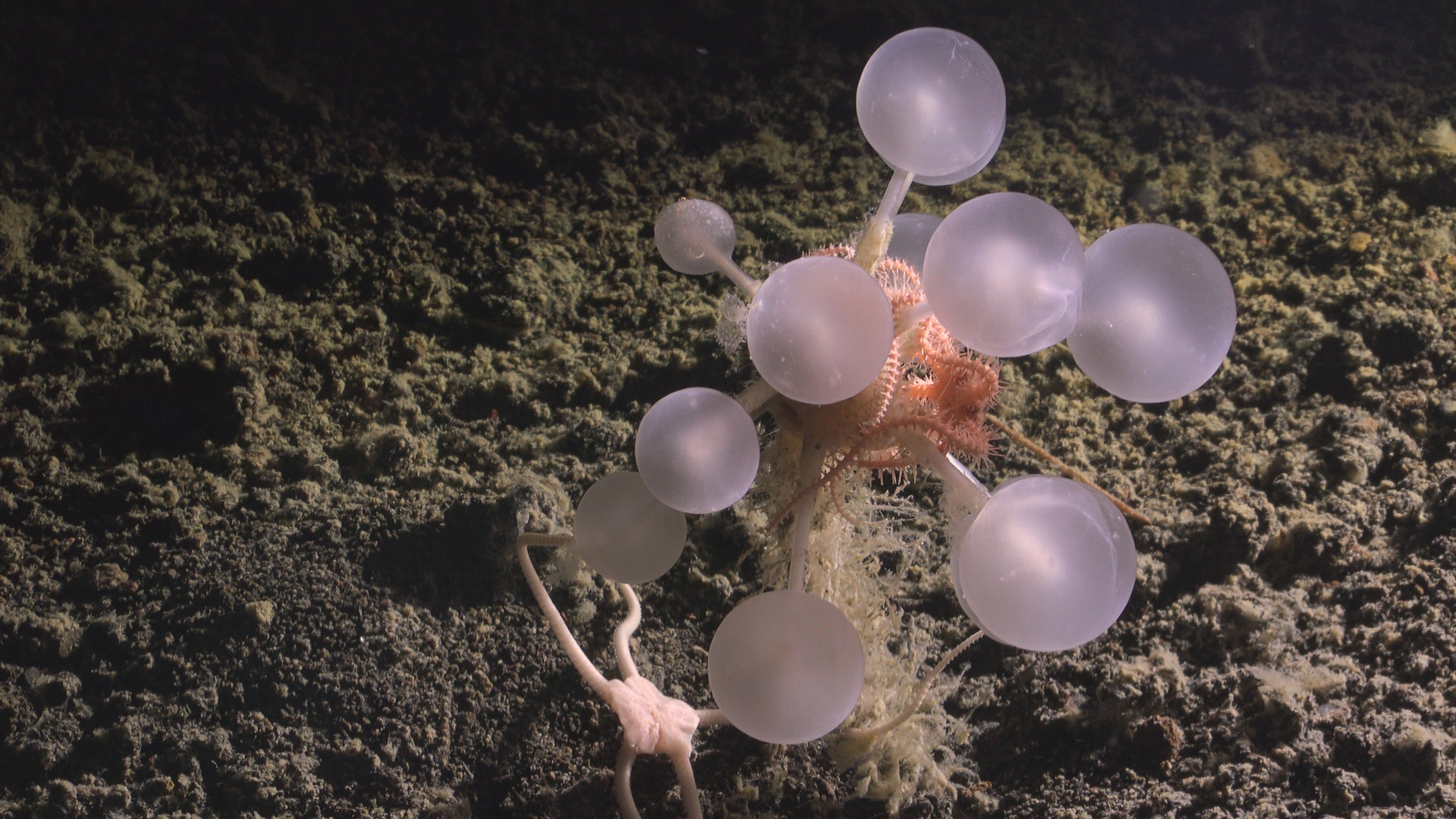 a lavender and pink sea sponge with translucent balls on the ends of several stalks.