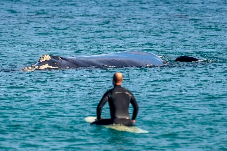 A surfer near a Southern Right Whale